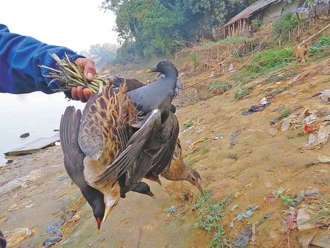 A trader carrying wild birds for sale in College Gate area of Rangamati town. The photo was taken Saturday. Photo: Star