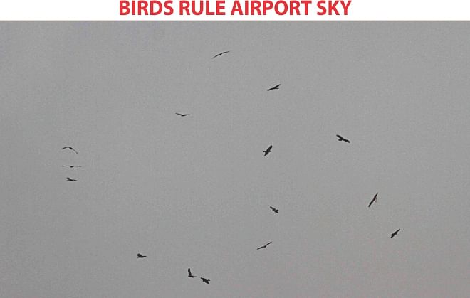 These birds flying over Hazrat Shahjalal International Airport might hit airliners, causing damage or accidents. Aircraft of Biman Bangladesh Airlines alone went through at least 15 bird strikes last year. The photo was taken recently.  Photo: Sk Enamul Haq 