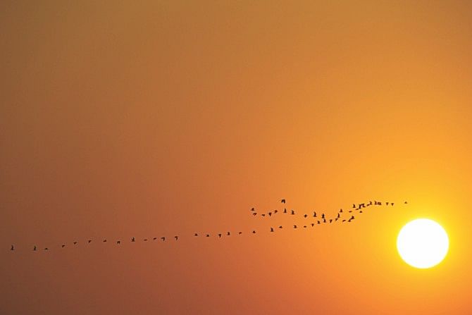 Birds know their way. Photo: Ihtisham Kabir
