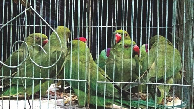 A mobile court rescued these parrots, among other birds and turtles, from poachers during a raid in different areas of Chalan Beel yesterday.   PHOTO: STAR