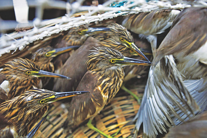 Forest officials yesterday recovered about 200 pond herons at Paribagh in the capital. The birds had been captured and brought to the capital for sale. Photo: Star