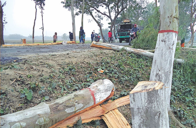 Roadside trees felled to block his truck before it was bombed. Photo: Star, Banglar Chokh