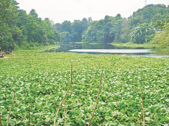 It is hard to imagine that this water hyacinth infested water body is the Boral river that flows between the mighty Padma and Jamuna rivers through Chalanbeel. Photo: Star