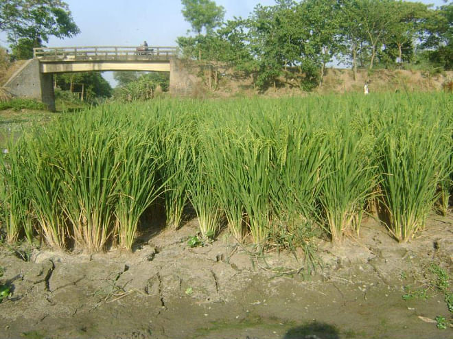 Boro paddy planted on a dried up water body in Malanchi union under Pabna Sadar upazila, gets damaged as the land gets drier still due to disturbance in irrigation amid lack of rain this summer.   PHOTO: STAR