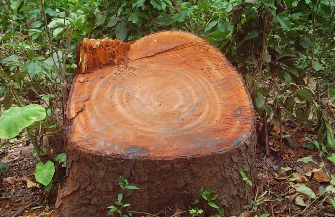 Trunk of a tree bears testimony to the felling of eight big trees around Pakshey divisional headquarters of Bangladesh Railway in Pabna by a gang of criminals allegedly backed by some local leaders of the ruling party recently.  Photo: Star