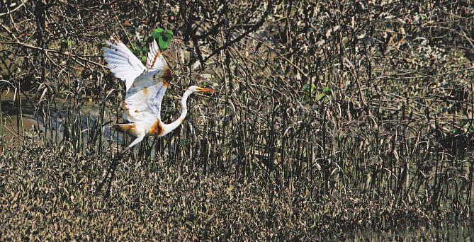 A Great Egret with stains of oil on its white feathers trying to fly on the bank of the Shela river in the Sundarbans. Southern Star-7 went down in the river with over 3.58 lakh litres of furnace oil damaging the eco-sensitive area on December 9. Photo Courtesy: Monirul H Khan