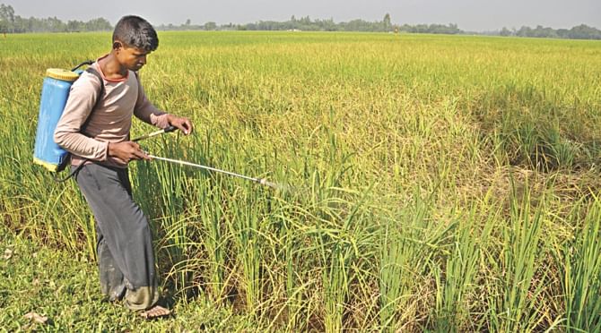 As in Lalmonirhat, brown plant hopper (BPH), a pest locally known as current poka, has become a cause of concern for the aman farmers. Photo shows a farmer in Dinajpur Sadar  upazila spraying insecticide in his affected field. PHOTO: Banglar Chokh