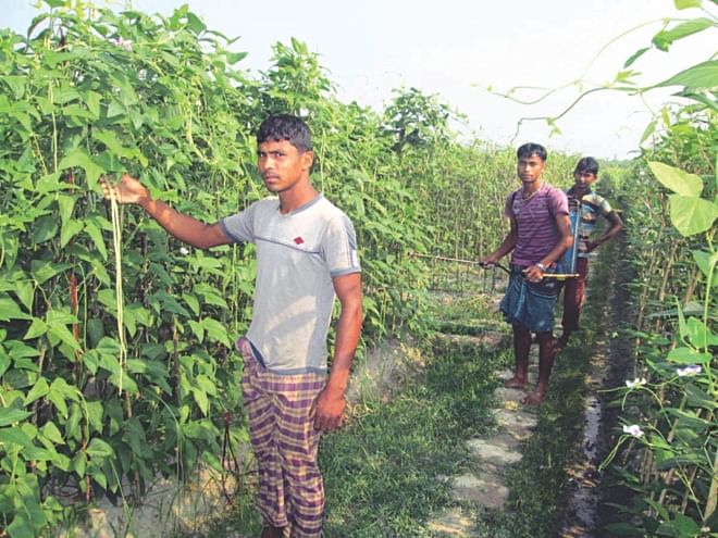 Three farmers engaged in tending and spraying pesticides on bean plants on their farmland at Sreepur village in Kulaura upazila of Moulvibazar district. Photo: Star 