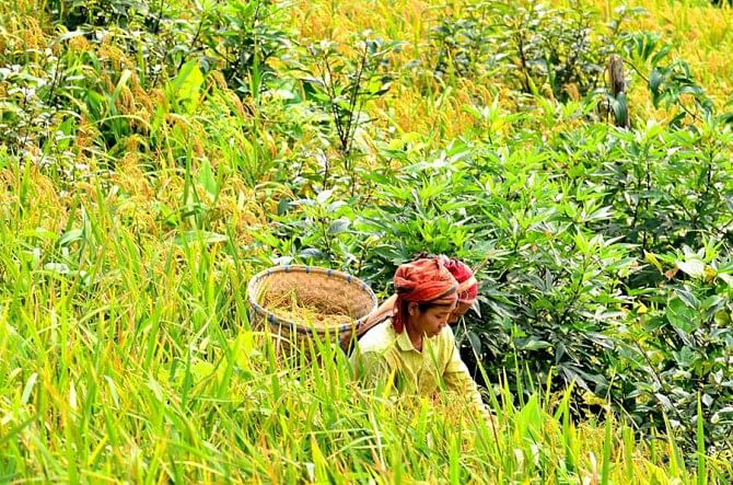 A jhum farmer harvests paddy at Sijok, a remote area under Baghaichhari upazila of Rangamati district, which sees bumper yield in the traditional cultivation in the hills this year.  PHOTO: STAR