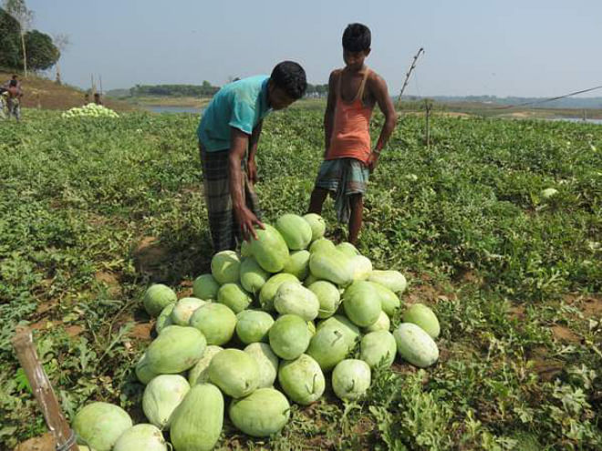  Farmers harvest watermelons at a field in Rangamati Sadar upazila. The area sees rapid increase in the commercial cultivation of the popular summer fruit.  PHOTO: STAR