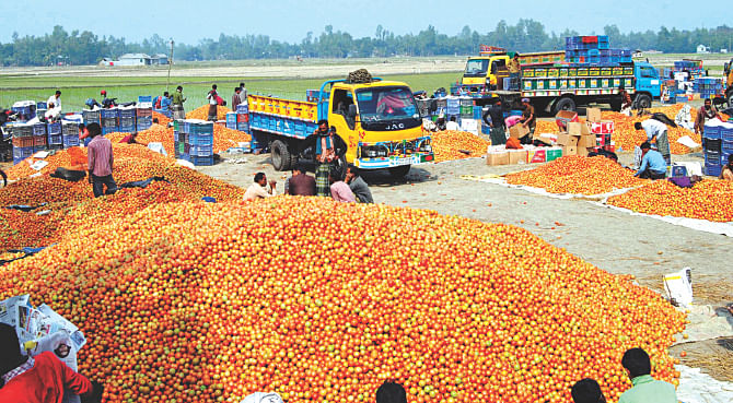 Tomato farmers got a great harvest this year but are being let down by poor prices. Wholesalers are reluctant to buy the perishable vegetables fearing they would not be able to ship during the ongoing blockade. The photo was taken at Chowkibari of Dhunat in Bogra. Photo: Banglar Chokh