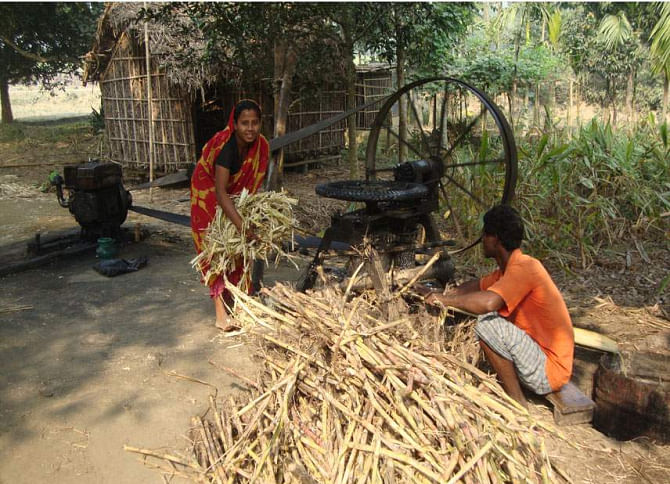 The situation is likely to cause shortage of sugarcane in the new crushing season starting today. PHOTO: STAR