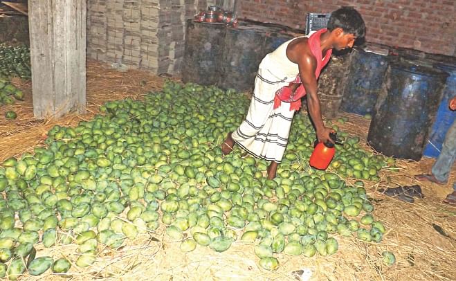 A man sprays carbide on mangoes at a wholesale centre in Baneshwar of Rajshahi yesterday.  Photo: Star