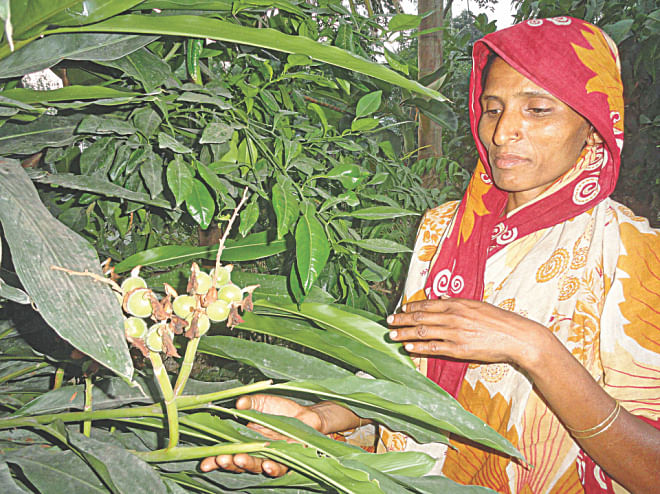 Asma Begum tends to her cardamom plant.  PHOTO: STAR