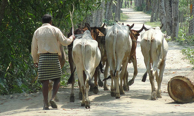 This Star file photo shows a Bangladeshi cattle trader brings cows from Indian border  