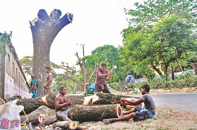 Century-old trees being cut down at Tigerpass in Ambagan area in Chittagong city's Pahartali yesterday. No one could ascertain who actually ordered the move, although people who were cutting the trees said a local Awami League leader instructed them to do so. Photo: Prabir Das