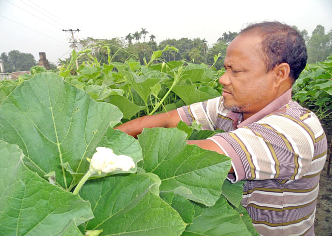 A farmer taking care of his pumpkin field at Durakuti village in Lalmonirhat Sadar upazila. A large number of growers in different upazilas of the district are now cultivating chemical-free vegetables because of their high demand in the local markets. PHOTO: STAR