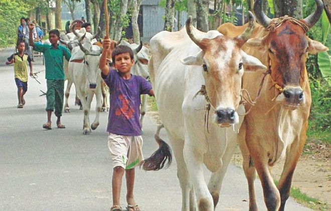 Kids engaged in cattle smuggling in the bordering area of Lalmonirhat Sadar upazila. The photo was taken recently. Photo: Star