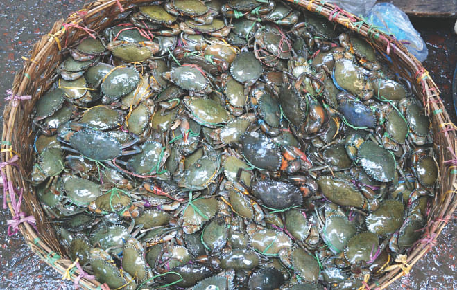 Crabs at a wholesale market in Kalapara upazila of Patuakhali.  Photo: Star