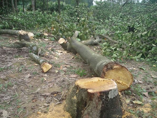 Remains of trees bear testimony to felling of a large number of trees at the garden of Sultan Uddin at Fulanirchhit village in Sreepur upazila under Gazipur district yesterday.  PHOTO: STAR