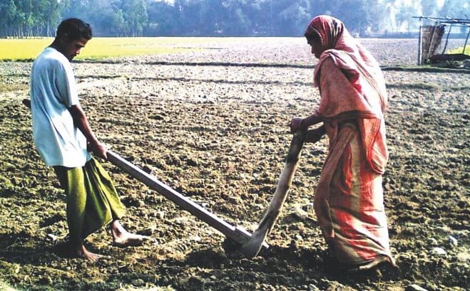 Sabuj Mia pulls while his wife Lalbhanu Begum holds the plough on the 10 decimals of land lent to them by an NGO. Even with no cattle to pull the plough, this ultra poor farmer of monga-prone Gaibandha is happy.  Photo: Star