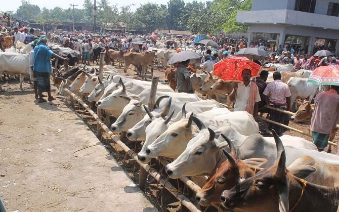 Indian cattle in thousands arrive at different bordering haats in Satkhira and Jessore districts daily ahead of Eid-ul-Azha. Cattle traders purchase cattle from these markets and transport them to the capital and other areas. This photo was taken from Bagachra Satmile cattle market in Sharsa upazila of Jessore on Saturday. Photo: Star