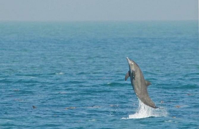 Two acrobatic spinner dolphins dart across the Bay of Bengal's Swatch of No Ground, which has been recently declared Bangladesh's first 'marine protected area'. Photo: Courtesy