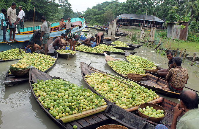 This famous floating market at Atghar-Kuriana in Nesarabad upazila under Pirojpur district sees huge supply of locally produced tasty varieties of guava. But the prices, now as low as Tk 80-120 a maund (40 kg), are too frustrating for the growers.  PHOTO: STAR