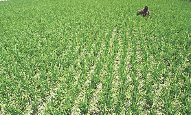 A farmer works in a Boro field at Mogolhat in the northern district of Lalmonirhat yesterday. The absence of rain and lean flow of Teesta water have created problems for Boro farmers in the region.   Photo: Star