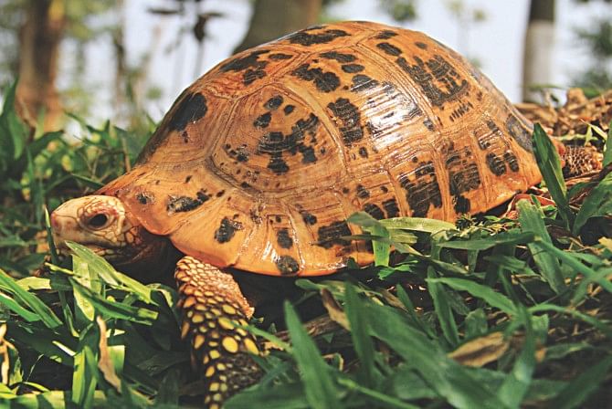 Yellow or Elongated Tortoise, still found in hill forests of Bangladesh
