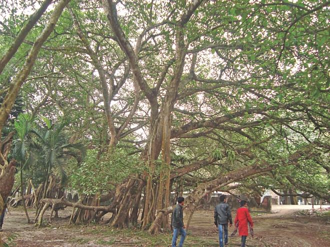 The largest banyan tree of Asia, spread over 20 bighas of land and ninety six feet tall, is located at Jhenidah near Kaliganj upazila town. PHOTO: STAR
