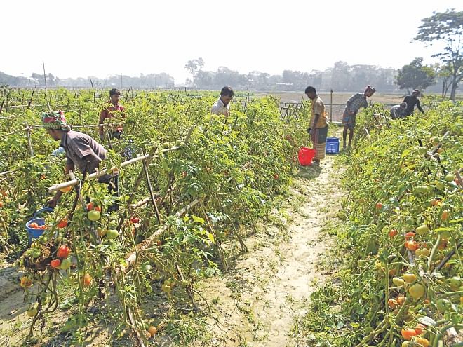 Farm workers harvest tomatoes in Mohammadpur village of Brahmanbaria Sadar upazila recently.  Photo: Star