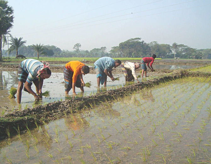 Farmers plant BRRI-Dhan-64, a zinc-enriched paddy invented by Bangladesh Rice Research Institute, at a field in Jhenidah Sadar upazila. PHOTO: STAR