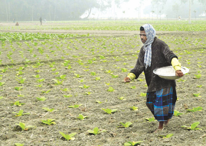 Farmers farming tobacco on huge lands after getting lucrative offers from tobacco companies in Lalmonirhat. Photo: Star