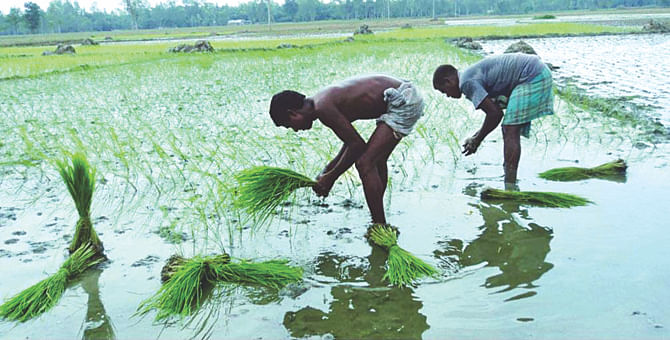With recession of floodwater, farmers in Sariakandi upazila of Bogra have started planting T-aman saplings of 'gainja' variety in their farmland to recoup the losses. This photo was taken from Debdanga area in Kutubpur union of the upazila yesterday. Photo: Star