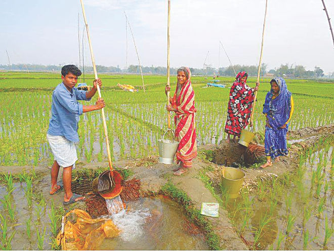 A marginal farmer's family lifts water with buckets from a makeshift well dug on their farmland for irrigating boro at Binnabari village in Jaldhaka upazila of Nilphamari district. Photo: Star