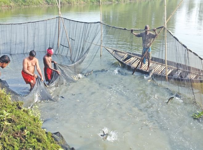 Farmers working together to catch fish using nets at Arial beel. PHOTO: Aditya Shaheen