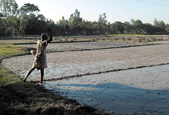 A farmer prepares his boro seedbed in Fulchhari upazila under Gaibandha district. Farmers in the area have started sowing the seeds early in the season to get mature and healthy seedlings for transplantation in time, as sowing of the seeds during winter would make them vulnerable to 'cold injury'.  PHOTO: STAR
