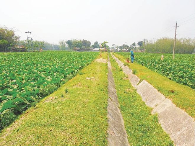 Fields of tobacco on both sides of a dried-up side canal under Teesta Irrigation Project in Sindoi, Nilphamari. Failing to get water for irrigation, many farmers have resorted to cultivating tobacco in the area as it requires less water. The photo was taken recently.  Photo: Star
