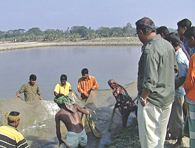 Fish farmers netting their catch for the day. Photo: Star