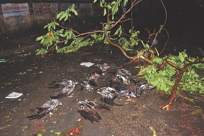 Carcasses of birds killed in the storm at Rikabibazar in Sylhet city. Photo: Star 