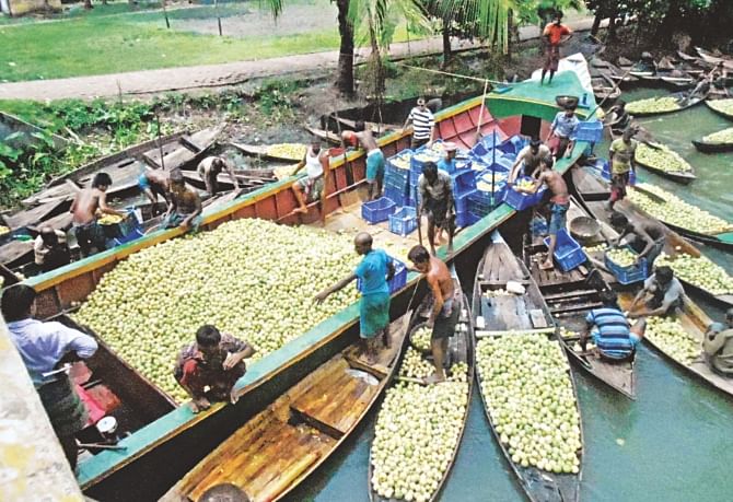 The floating market on Bhimruli canal in Jhalakathi district sees buying and selling of huge quantity of guava but the local growers, failing to carry the popular fruit to other districts for sale due to communications problem, are compelled to sell the item for a meagre Tk 1 or 2 a kg at present. PHOTO: STAR