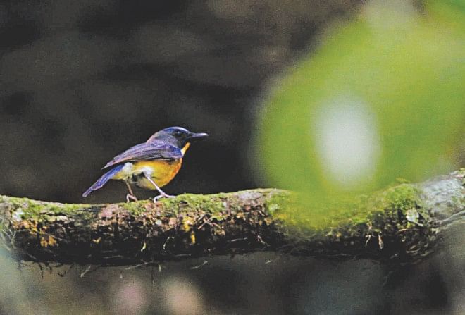 Large Blue Flycatcher, Cyornis magnirostris, a new species of bird for Bangladesh, was sighted in a mixed evergreen forest patch at Kaptai National Park in Rangamati last month. It was recorded by Prof Monirul Khan, who was leading a team under the project “Monitoring and Conservation of Wildlife in Kaptai National Park of Bangladesh” of Jahangirnagar University Zoology department and Bangladesh Forest Department. A key feature of the species is the hooked tip of its bill. Other identifying characters include the orange throat paler than the breast, contrasting cheek and throat, and pale legs. In the photos, the bluish bird is a male while the brownish one, is a female. Photo: Courtesy