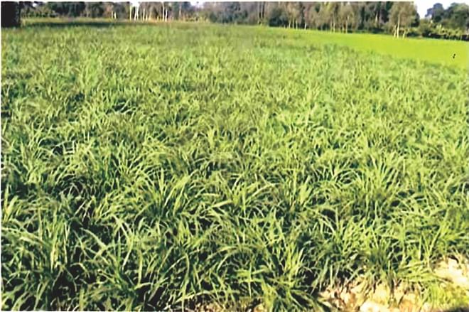 Fodder grass feeds also the family of grower | The Daily Star