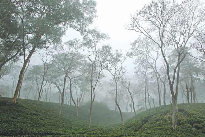 Foggy morning in a tea garden.  Photo: Ihtisham Kabir