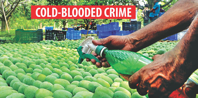 Toxic formalin being sprayed on mangoes so that they ripe and look fresh. The government is going to set up eight check posts at the entrances to the capital to prevent these contaminated fruits from getting to the consumers in Dhaka. The photo was taken at a mango grove in Meherpur. Photo: BSS
