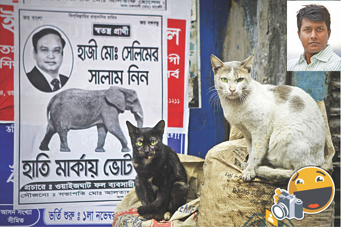 FunnyPic: ‘Take the picture right, give it a good coverage.” ‘ If these cats could talk, what else could they have said to the photojournalist, looking straight into the lens? The photo was taken in Lalbagh area of Dhaka on the election day last year. Photo: Rashed Shumon