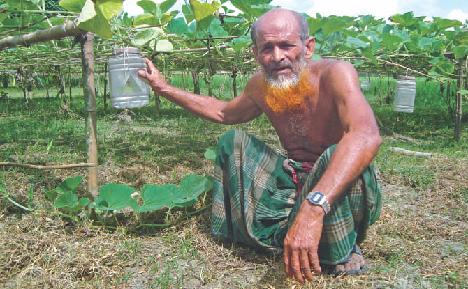 Farmer Helal next to his pumpkin field where pheromone traps are used to kill insects. Photo: Star