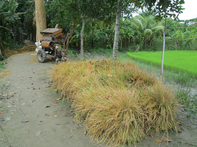 A farmer at Tona village in Pirojpur Sadar upazila stacks up aus paddy by the side of a road after harvest. He also brought a threshing machine but cannot use it fearing that rain water may damage the paddy or wash it away  from the road. The photo also shows aman saplings on a seedbed ready for being planted on the field after the aus harvest. PHOTO: STAR