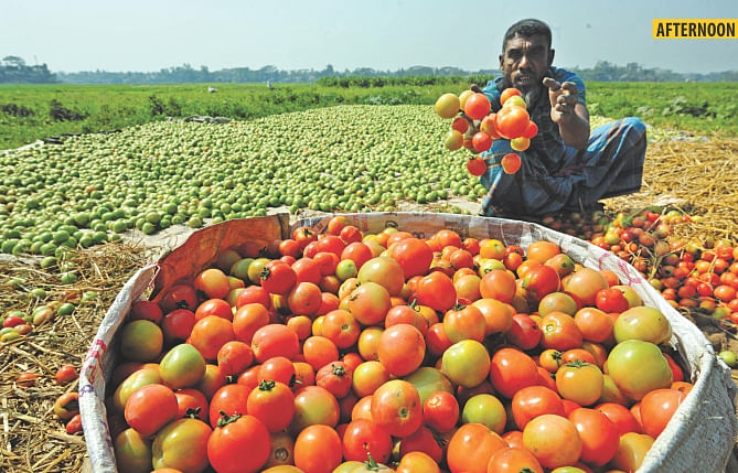 In the afternoon on the same day, the tomatoes had ripened and were being put in baskets for shipment. Photo: File